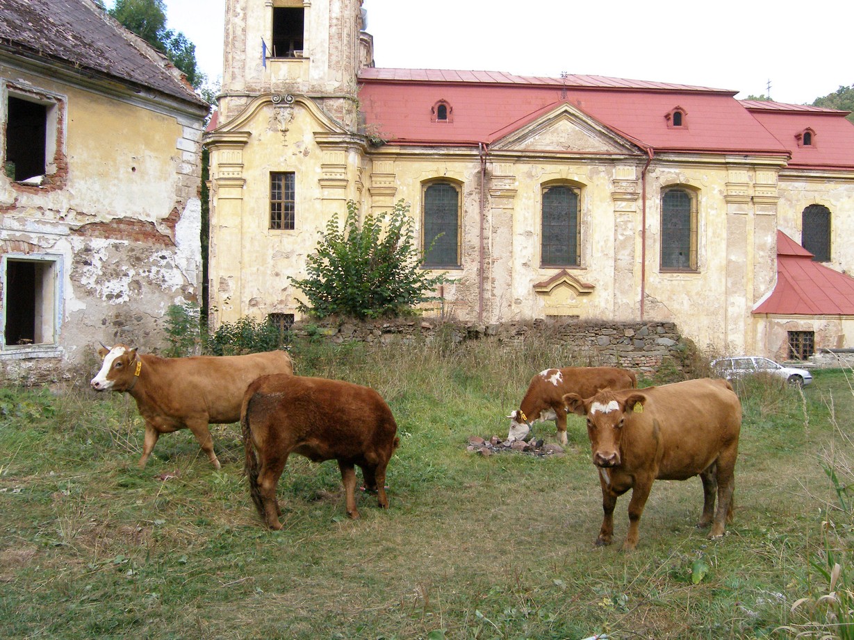 Skoky, nedělní krávy.0004.jpg